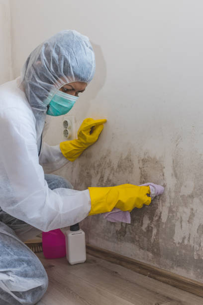 Best Post-Remediation Verification Testing  in Oglesby, IL
