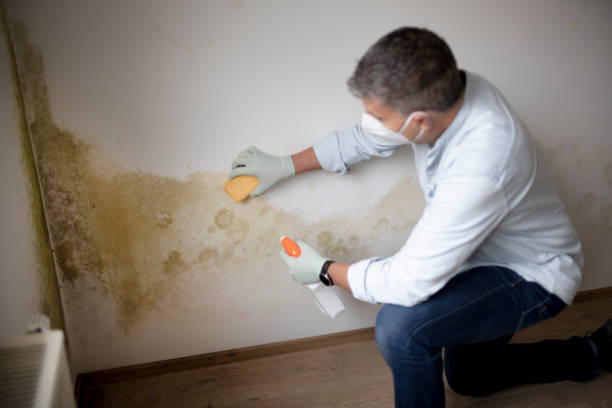 Best Real Estate Mold Inspection  in Oglesby, IL