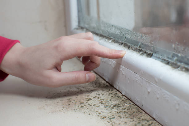 Best Mold Remediation for Healthcare Facilities  in Oglesby, IL