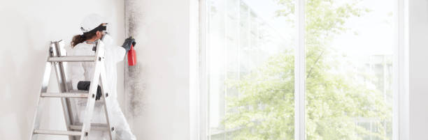 Best Comprehensive Air Testing for Mold Contaminants  in Oglesby, IL